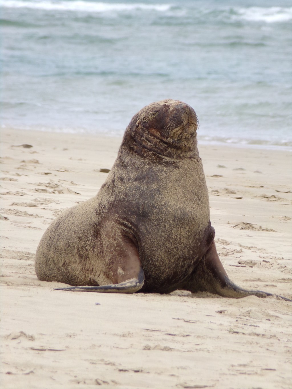 Top 10 Things to do in The Catlins (Complete Travel Guide)