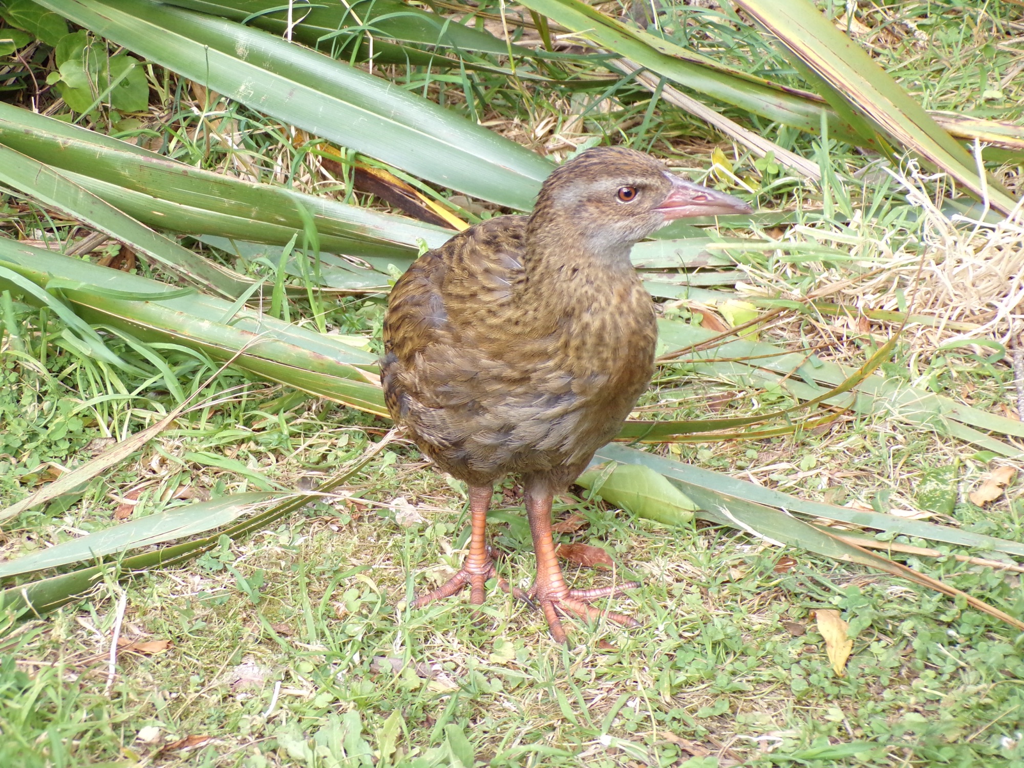 Wildlife in New Zealand: The Ultimate Guide (2026)